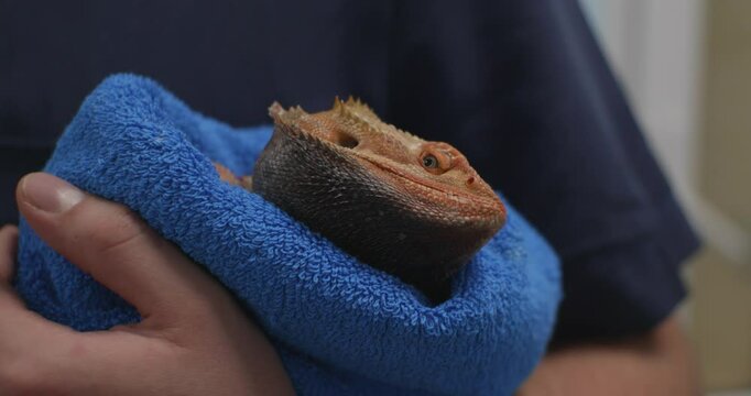 Veterinarian holding a docile agama lizard wrapped in a soft blue towel during a routine checkup, ensuring the reptile's health and well-being with careful examination.