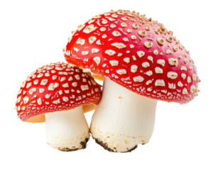 Isolated Two Red Toadstool Mushrooms