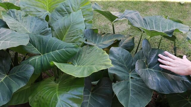 m&atilde;o tocando plantas 