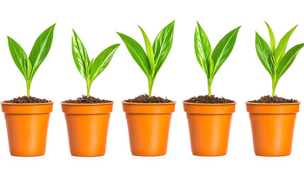 Fototapeta premium Five Stages Of Growing Plants In Terracotta Pots Against White Background