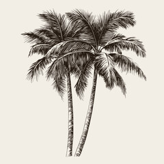 Hand drawn sketch vector illustration of coconut palm tree.