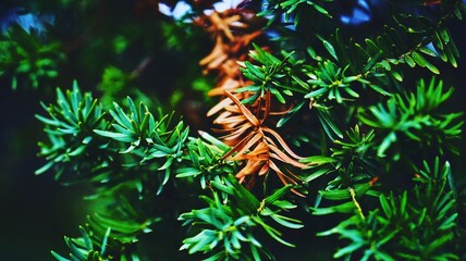 green with drop of orange 