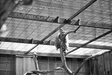 racoon on the branch chilling and relaxing © K4M4T3