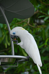 close up of a white parrot eating food