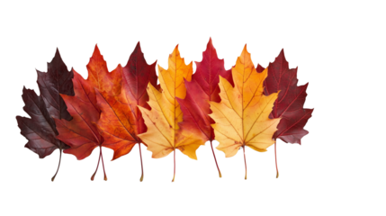 Maple leaves, their autumn hues of red and orange, stand out against on Transparent PNG format background. 