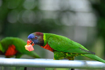 green winged macaw