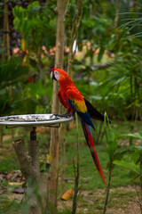 red and yellow macaw