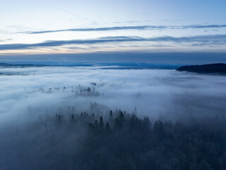 Just the tips of the tallest trees are exposed as morning fog drifts through forests in the Willamette Valley, Oregon. This scenic region, just south of Portland, receives regular fog.