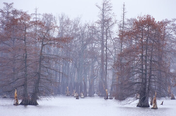 407-36 Cypress Autumn Mist