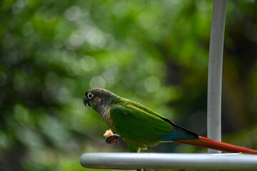 A green bird