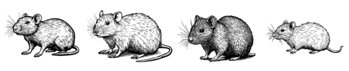 Illustration depicting a mouse or rat. Created as an ink drawing. Suitable for printing on t-shirts, postcards, tattoos, books, and images