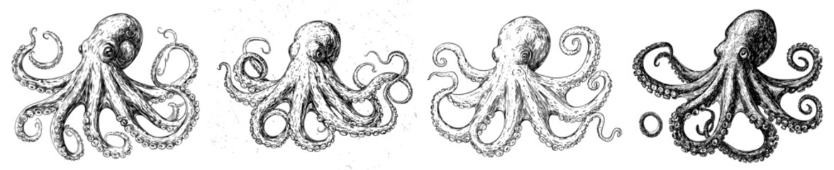 Sketch an octopus. Hand-drawn illustration transformed into a modern style