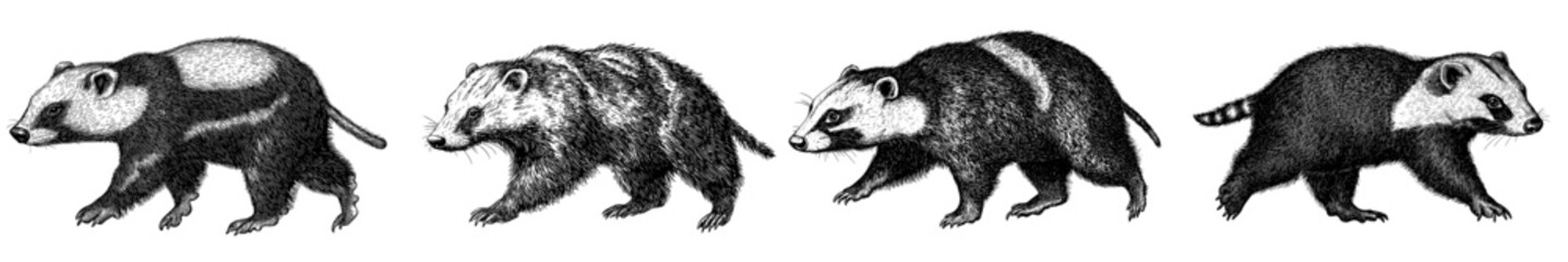 Modern hand-drawn illustration of a wolverine isolated on a white background. Sketch of the wild animal in an engraving style