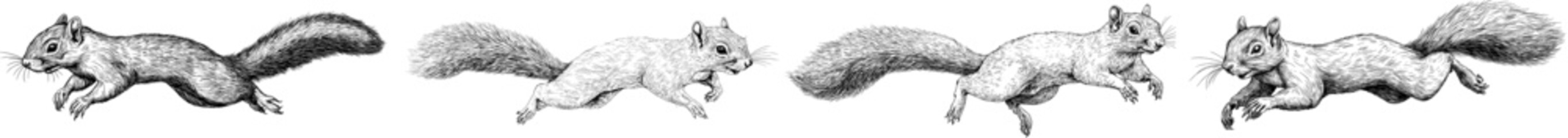 Vintage engraving of an isolated squirrel set illustration in ink sketch. Forest background with animal silhouette art. Black and white hand-drawn image © Andrei