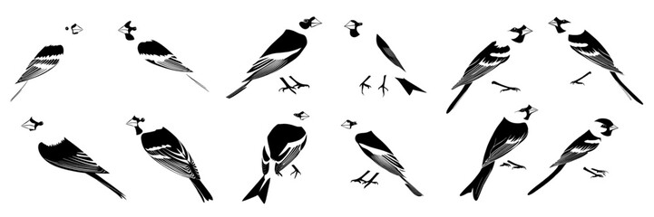 vector illustration of birds, including a hand-drawn American goldfinch (Spinus tristis), as a collection of isolated nature design elements