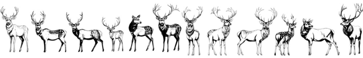 Illustration of an isolated deer set in ink with a northern reindeer background stag silhouette art