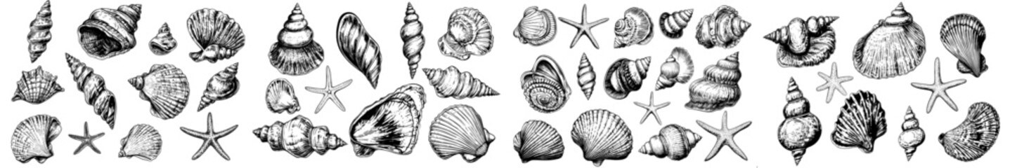 Minimalist hand-drawn seashells in a modern illustration style. Perfect for greeting cards, wedding invitations, poster design, postcards, branding, and logo design, as well as backgrounds