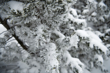 Pine trees covered with ice and snow in winter forest. Snowy landscape in Poland. Ground is filled with high snow.