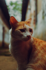 Cinematic cat photo.