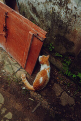 Cinematic cat photo.