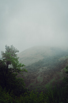 A moody blue hour forest with fog.