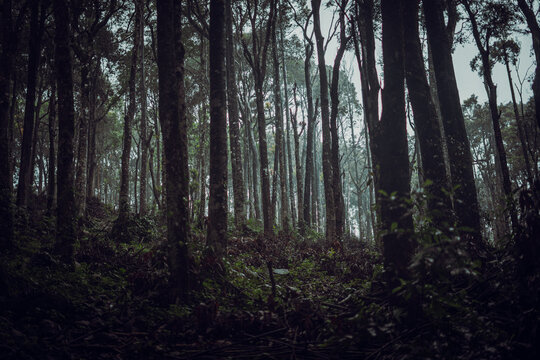 A moody blue hour forest with fog.