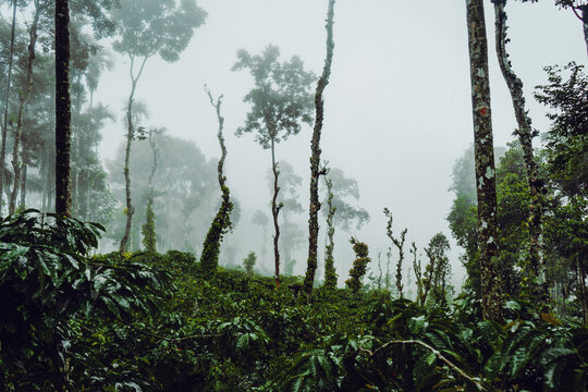 A moody blue hour forest with fog.