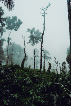 A moody blue hour forest with fog.