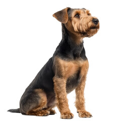 Lakeland Terrier Dog Sitting Profile