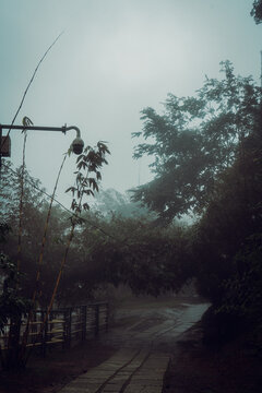 A moody blue hour forest with fog.