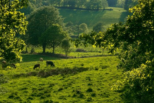 Rinder auf einer gr&uuml;nen Weide, K&uuml;he, Landwirtschaft	
