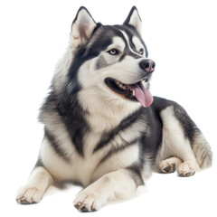 Fototapeta premium Alaskan Malamute Dog Lying Down on White Background