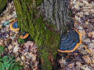 A close-up of Red Belted Conks growing on a the base of a tree in the forest