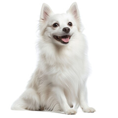Obraz premium Happy White Pomeranian Dog Sitting