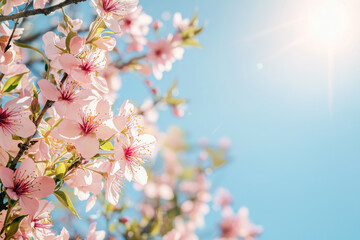 Pink cherry blossoms in full bloom under bright blue sky with sunlight streaming through