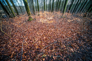 Forest Floor in Autumn Covered with Colorful Fallen Leaves and Bare Trees