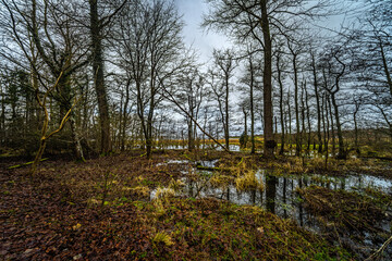 Forest Scene with Trees Reflecting in a Calm Water Area