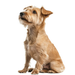 Adorable Small Dog Sitting and Looking Up