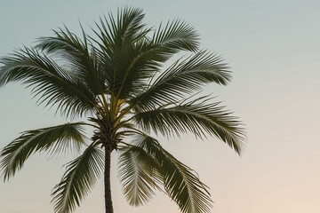 Obraz premium Elegant Isolated Palm Leaf Silhouette in a Light and Airy Style