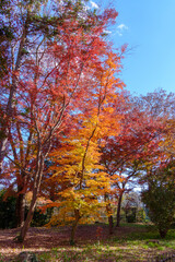 秋の神代植物公園の美しい紅葉（東京都調布市）