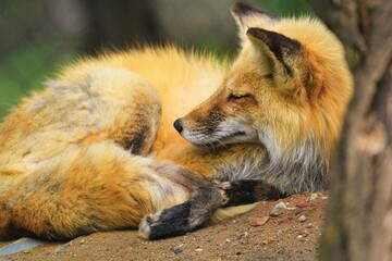 Resting Fox: A serene moment captured of a fox resting in its natural environment, surrounded by autumn leaves.
