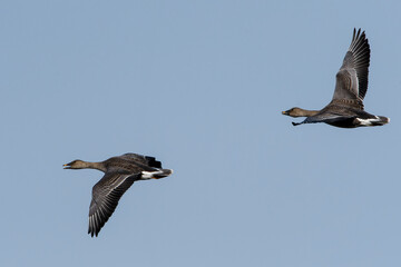 Fliegende Tundrasaatgänse im Herbst am Gülper See	