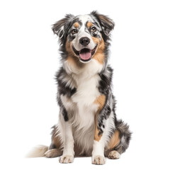 Happy Australian Shepherd Sitting