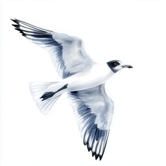 Obraz premium Illustration of the Gull in flight, soft watercolor tones, white background, detailed illustration, cartoonish.