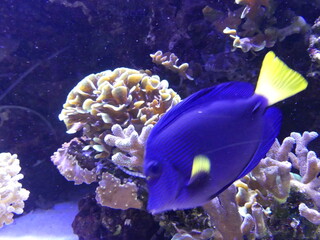 Poisson bleu et jaune aquarium 