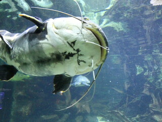 Poisson  aquarium 
