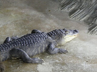 Alligator aquarium 