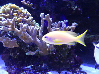 Poisson jaune et coloré corail aquarium 