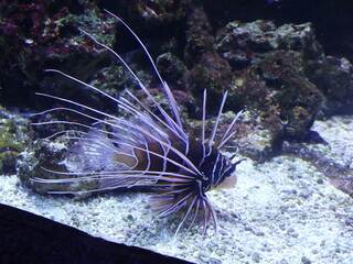 Poisson fond marin aquarium 