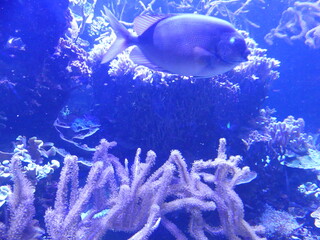 Poisson bleu coraux aquarium 